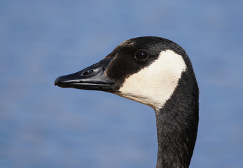 Profile of a Canadian Goose