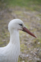 Weißstorch kopf