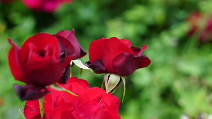 Spring rose flowers in the garden