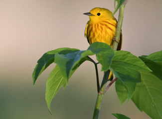 Yellow Warbler perched on a branch