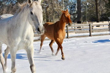Fototapeta na wymiar Two Horses Trotting in Snow