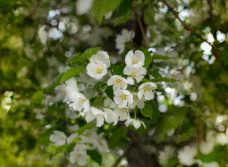Blooming apple. White flowers close-up. Flowers of fruit tree.