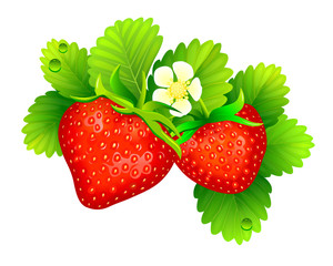 Ripe red strawberries. A strawberry bush on a white background