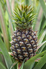 Fototapeta premium pineapple