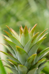 Fototapeta premium pineapple