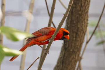 Red Male