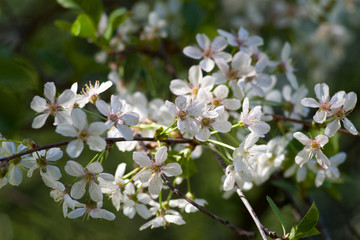 garden flowers blossom in spring