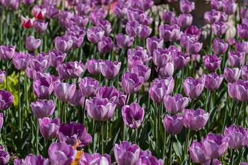 Obraz premium garden flowers blossom in spring