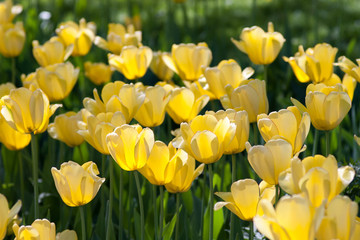 garden flowers blossom in spring