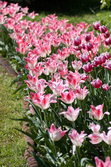 Fototapeta premium garden flowers blossom in spring