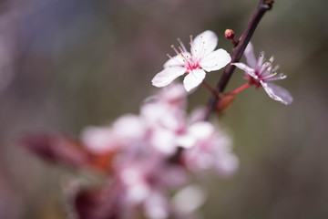 Cherry blossoms