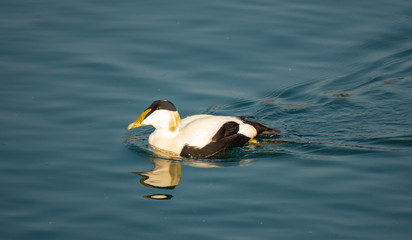 Growing colonies of beautiful Eider ducks, normally migratory sea birds have somehow adjusted to a sedentary life in the fresh water environment of the Upper Zurich Lake (Obersee) 