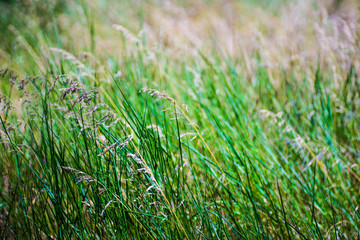 Summer grassland background