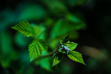 Blackberried bush in a wood