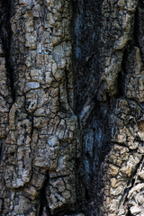 Fototapeta premium Natural tree trunk background