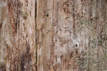 background with dead tree without bark
