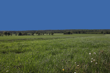 View of green meadows and blue sky