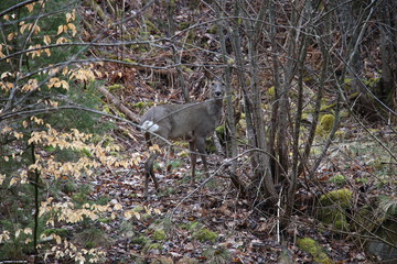 A deer hides in the woods