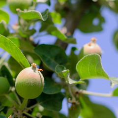 Immature young green apple fruits between leaves on the branch, outdoors, on apple tree. On blurred background. Square.