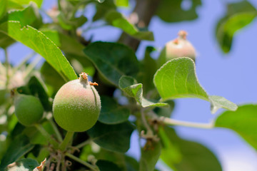 Immature young green apple fruits between leaves on the branch, outdoors, on apple tree. On blurred background.