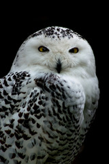 Fototapeta premium Snowy owl - Bubo scandiacus