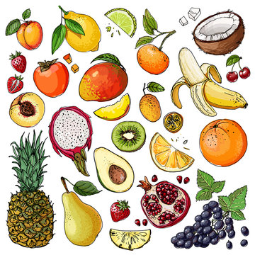Fruits drawn by a line on a white background