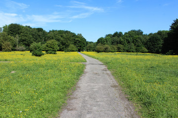 Meadow field of buttercup flowers in spring