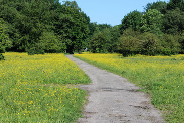 Fototapeta na wymiar Meadow field of buttercup flowers in spring