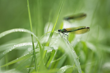 Calopteryx virgo dragonfly