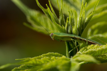 Cobramantis (Choeradodis sp.)