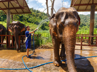 Young men washes an elephant at sanctuary in Chiang Mai Thailand