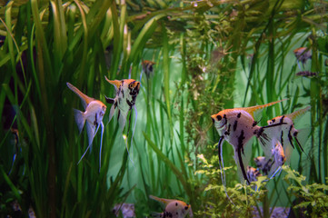 Angelfish Scalar in the aquarium on a background of algae. Beautiful colorful tropical fish Skalaria.
