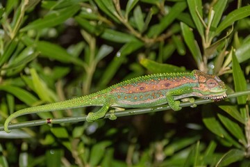 Cape Dwarf Chameleon 