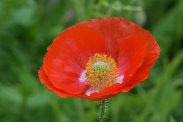 Fototapeta premium Peace Poppy Petal Cup 01