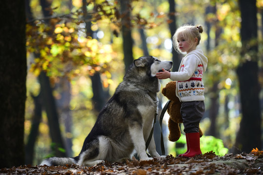 Little girl with dog in autumn forest. Activity and active rest. Child play with husky and teddy bear on fresh air outdoor. Childhood, game and fun. Red riding hood with wolf in fairy tale woods