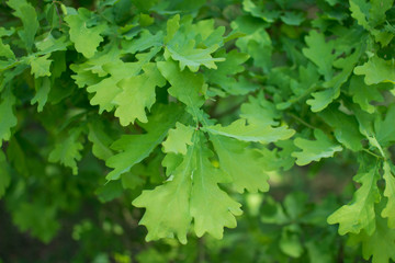Fototapeta na wymiar green oak leaves