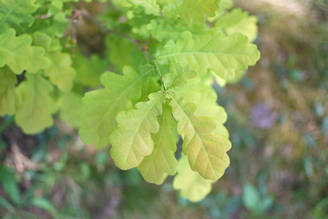 Oak leaves at the university garden