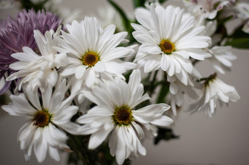 Daisies in a vase