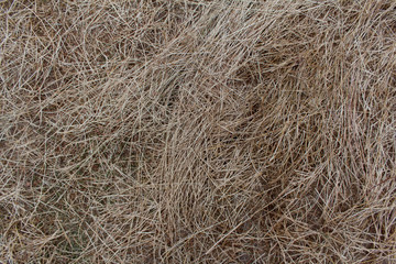 dry yellow hay, grass Background