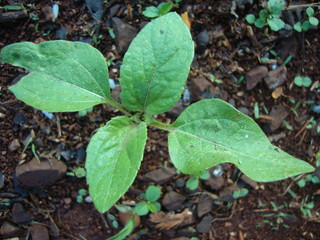Plantas folhas