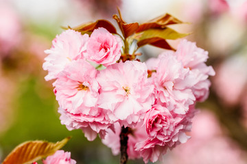 Pink Sakura Cherry Tree Flowers Blossom In Spring