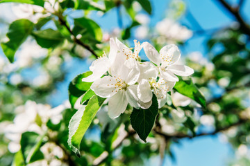 White Apple Tree Flowers In Spring