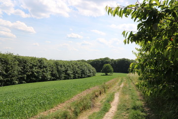 Wanderweg am Waldrand 