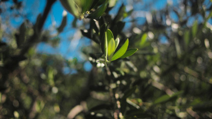 A closeup shot of a tree in the sun.