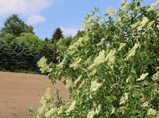 Obraz premium Holunderblüten am Waldrand mit Ackerland