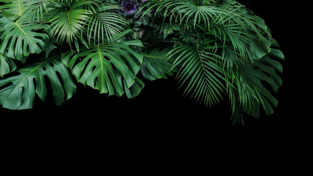 Fototapeta Monstera, paproci i palmowych liści tropikalny liść rośliny krzaka natury tło na czarnym tle.