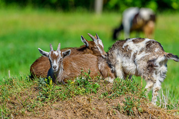 goats graze on the grass