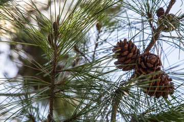 pine cone