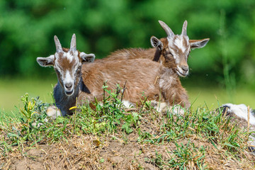 Naklejka na ściany i meble goats graze on the grass