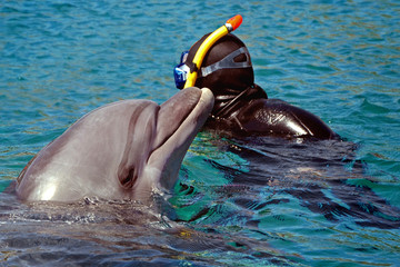 le dauphin est sorti de l& 39 eau. plongée en apnée et nage avec les dauphins dans la mer ou la piscine